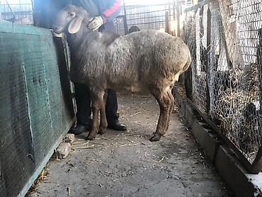 Баран, овца: Продаю | Овца (самка) | Для разведения — 4