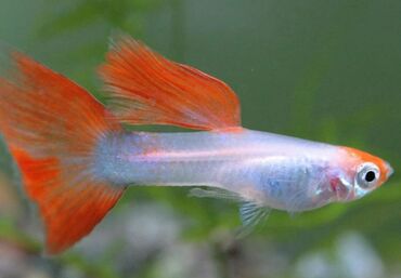 Balıqlar: Akvarium baliglarinin satiwi 🐬Ağ şəffav danio ve glofishler 0.40azn 🦈 — 6