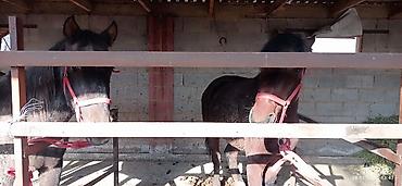 Лошади, кони: Продаю | Кобыла (самка) | На забой, Для разведения — 4