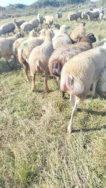 Qoyunlar, qoçlar: Dişi, il: 1, 50 kq, Damazlıq, Ünvandan götürmə — 7