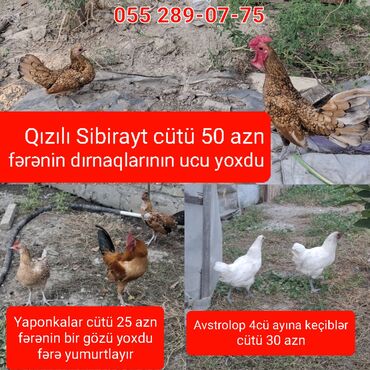 приют для животных в баку адрес: Əlavə məlumat üçün ya burda yada whatsapda yaza bilərsiniz. Akşin 055