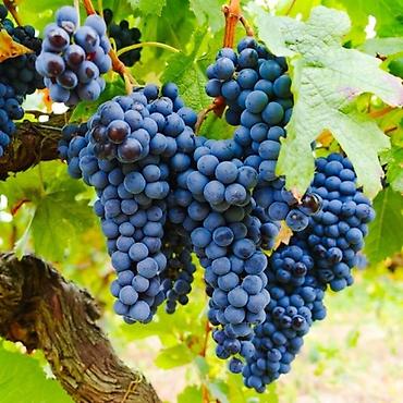 продаю смородина: Виноград — 1