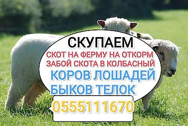 скот телята: Колбасный цех : Коровы, быки, | На откорм — 1