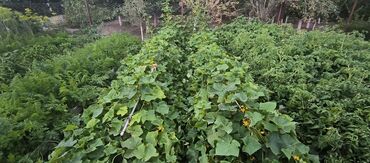 Продажа участков: 10 соток — 26