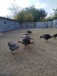 пекинес цена в баку: Damazlığ hinduşkalar satılır. 5 ədədir 1 erkək 4 dişi, 5 ayını