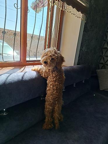 İtlər: Pudel, 7 ay, Erkek, Peyvəndli — 2