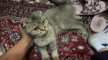 İtlər: Şotland yastı qulaq, Dişi, Ödənişli çatdırılma