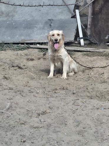golden retriever golden: Retriever — 2