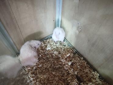 akvarium ve baliqlar: 2 ədəd xamyak akvaryum qarişiq 35 manat reyal aliciya 30 dan verərəm — 2