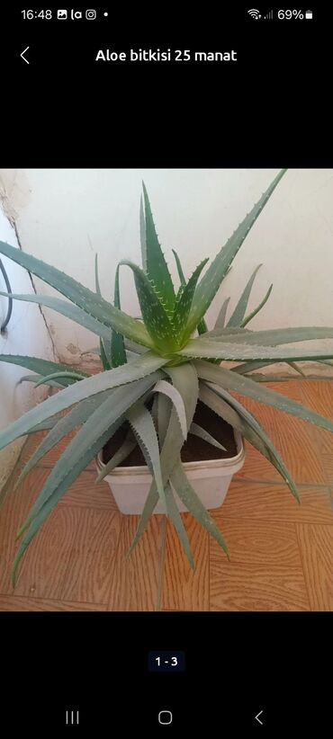 aloe ever shield qiymeti: Aloe bitkisi 25 manat