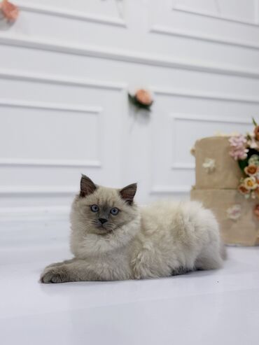 Pişiklər: Şinşilla, Erkək, Cütləşmə üçün — 7