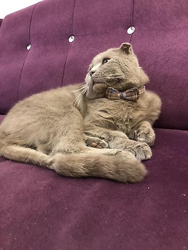 шиншилла котенок купить: Британская вислоухая — 5