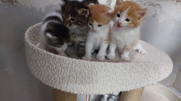 Pişiklər: Britan yastı qulaq, Erkək, Dişi, Yaxşı əllərə, Ödənişli çatdırılma -da lalafo.az — 5 Pişiklər: Britan yastı qulaq, Erkək, Dişi, Yaxşı əllərə, Ödənişli çatdırılma — 5