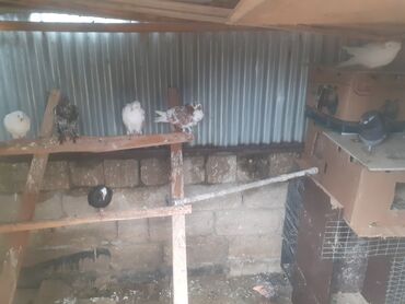Quşlar: Goyerciler satılır 7 edetdi 2 bala 5 yetiskindi kom 10 manatdan