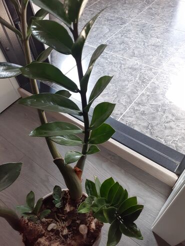Замиокулькас (Долларовое дерево): Продаю комнатные цветы срочно только оптом цена договорная — 12