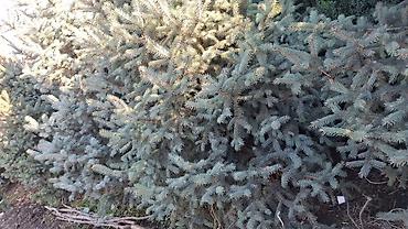 Декоративные деревья: Саженцы деревьев: Ели — 17