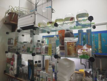 Аквариумы: Предлагается набор маленьких красноухих черепах. Эти черепахи отлично — 4