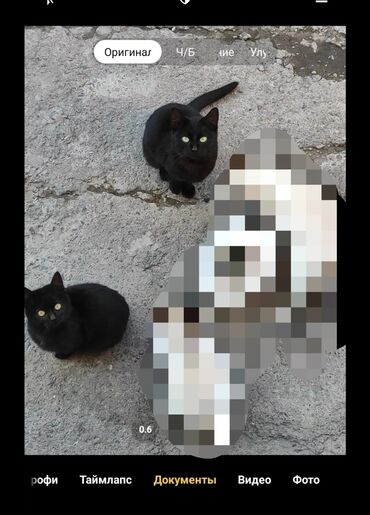 британский черный кот: Черных бесплатно срочно !!!