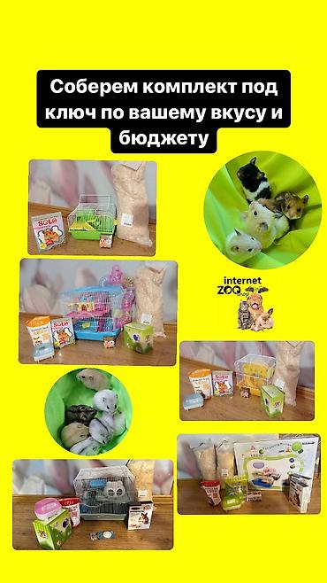 Хомяки: Продаются хомячки ручные. В нашем питомнике вы можете приобрести — 13