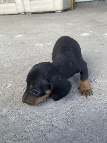парода швиц: 🐶 Щенки чистопродной таксы — 4 щенка ватсап Продаются 4 — 2