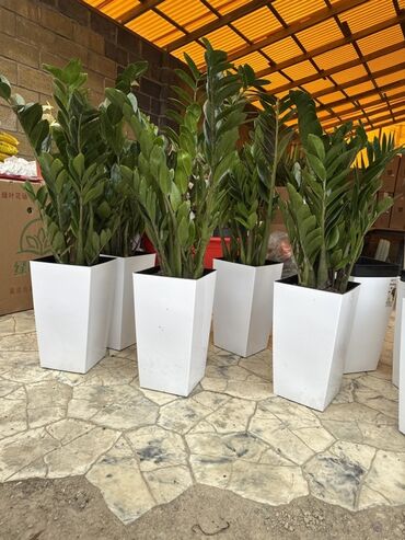 доброй плаза: Замиокулькас (ZZ plant) в высоких белых кашпо - Декоративные