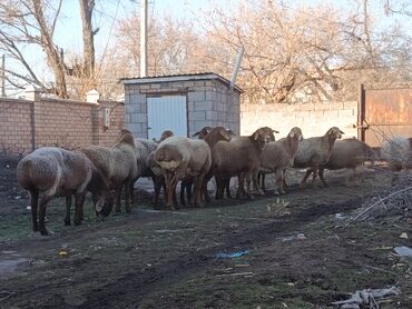 Бараны, овцы: Продаю | Овца (самка) | Для разведения | Матка — 2