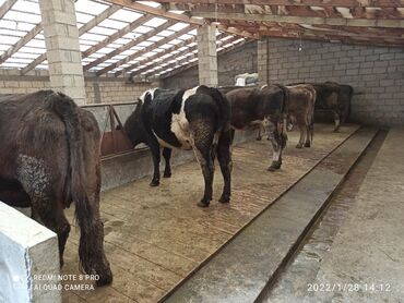 сколько стоит поросята in Кыргызстан | СВИНЬИ: Продаю коров в количестве 5 голов. Породистые, молочные. Есть стельные