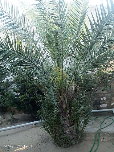 palma agaci satilir: Xurma (xurma xurması) ağacı – dekorativ və məhsuldar landşaft bitkisi — 2