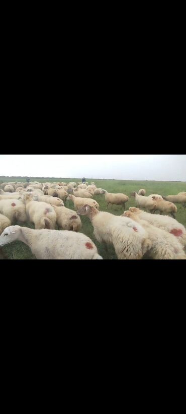Qoyunlar, qoçlar: Dişi, il: 1, 50 kq, Damazlıq, Ünvandan götürmə — 13
