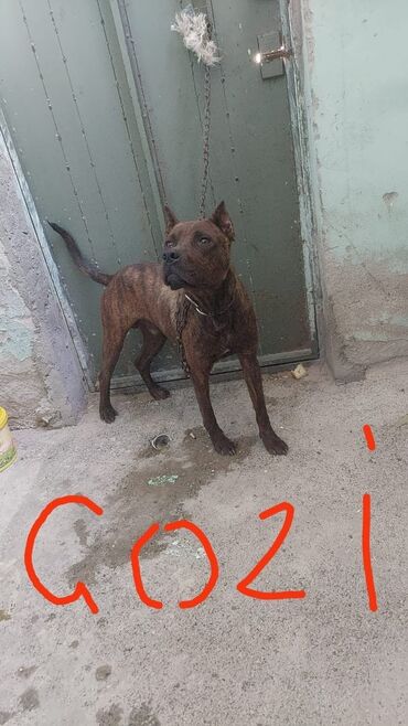 İtlər: Pitbul, 7 ay, Erkek, Peyvəndli