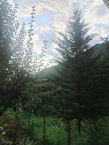 əmircanda həyət evləri: Qubada həyət evi kirayə verilir — təbiətin qoynunda, sakit və rahat — 4