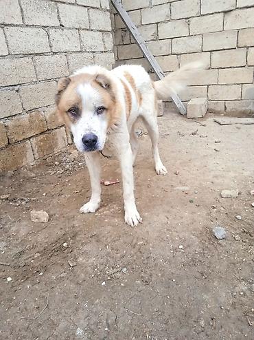 İtlər: Qurdbasar — 2