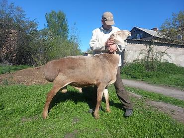 Баран, овца: Продаю | Баран (самец) | Арашан | Для разведения | Осеменитель — 6