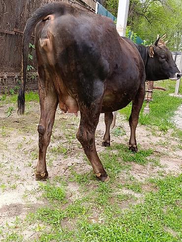 Коровы, быки: Продаю | Корова (самка) — 4