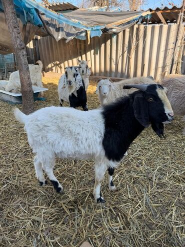 Козы, козлы: Продаю | Козёл (самец) | Битал | Для разведения — 20