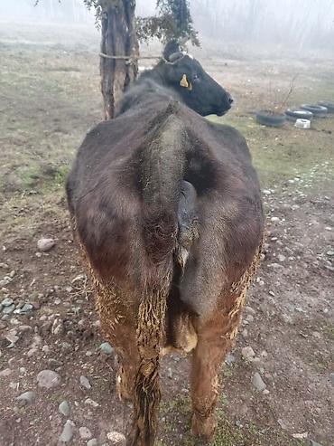 Коровы, быки: Продаю | Корова (самка) | На откорм | Привязанные — 7