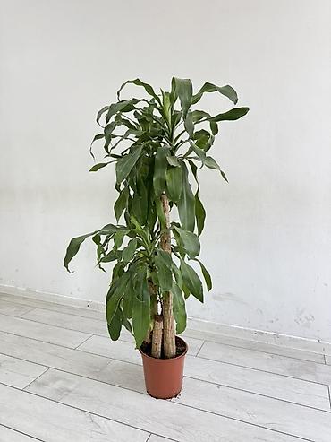Драцена (Dracaena fragrans, «кукурузная пальма») в пластиковом горшке