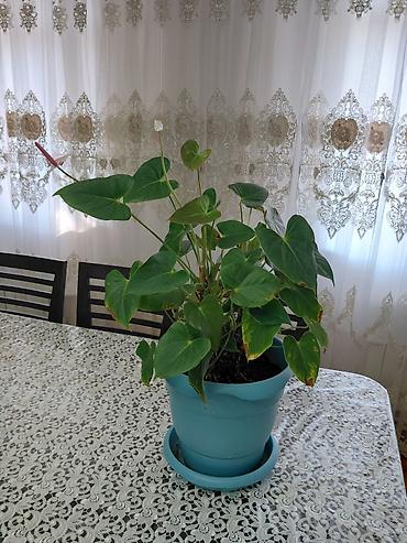 bitki toxumlarinin satisi: Anturium (Anthurium andreanum) – dekorativ yarpaqlı və çiçəkli otaq — 1