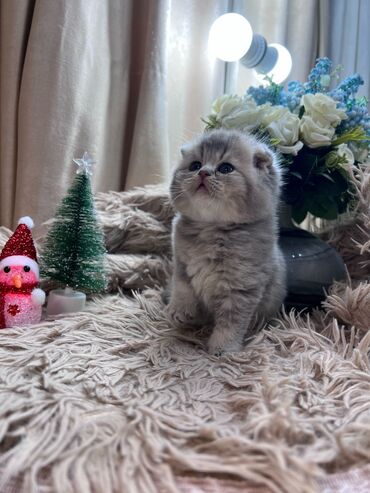 Pişiklər: Şotland yastı qulaq, Dişi, Yaxşı əllərə, Ünvandan götürmə, Pulsuz çatdırılma, Ödənişli çatdırılma — 8