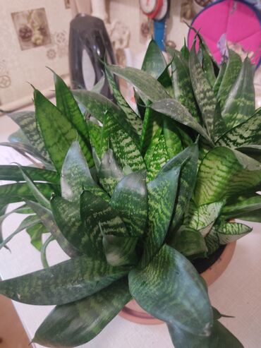 Другие комнатные растения: 1.Щучий хвост ( тещин язык) 2.Алоэ вера 3. Алоэ древовидный — 2