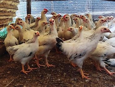собака хаска: Продаю | Цыплята | Для разведения, Несушки — 9