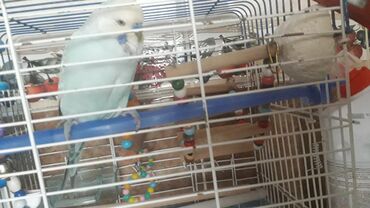 Tutuquşları: Mavi rəngli budgerigar, quş qəfəsinin içində. Bu kiçik və canlı