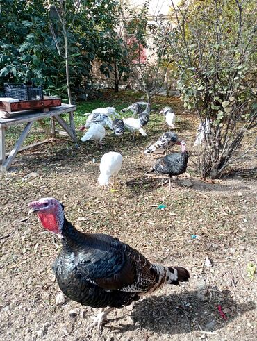 Hinduşka: Erkək, Damazlıq, Ünvandan götürmə — 4