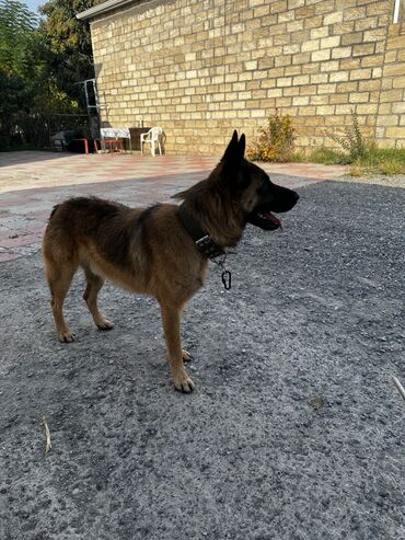 İtlər: Alman çoban iti, 1 ay, Erkek, Peyvəndli, Ödənişli çatdırılma — 8