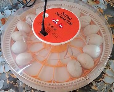mini inkübatör: 30 yumurta tutumlu avtomatik inkubator - Tutum: 30 yumurta üçün — 3