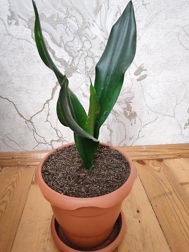 Sansevieria gülü - Növ: Sansevieria trifasciata (Qaynanadili) - lalafo.az -da Sansevieria gülü - Növ: Sansevieria trifasciata (Qaynanadili) -