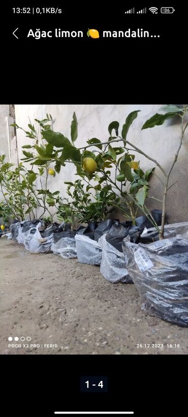 limon aqaci: Ağaclar satışı Limon Apersin Mandalin Kinkan Palma fexu isdeyen yazsın