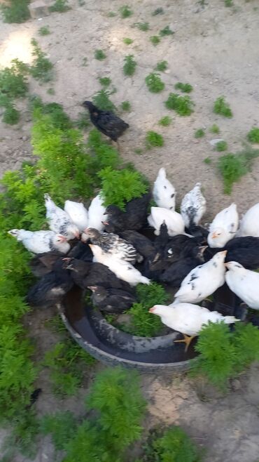 Птицы: 2 айлык жожолор сатылат тукум багытында at lalafo.kg Птицы: 2 айлык жожолор сатылат тукум багытында