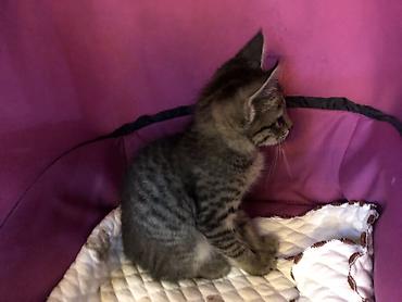 кошка: Котёнок тигрового окраса - Описание: игривый короткошёрстный котёнок — 3