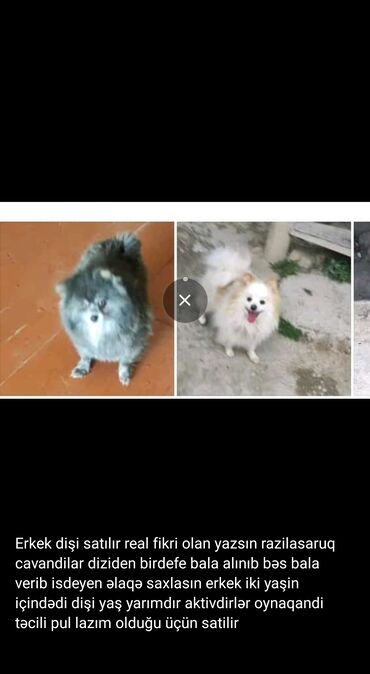 pomeranian spitz qiymeti: Şpitz, 2 il, Dişi, Peyvəndli, Ünvandan götürmə, Pulsuz çatdırılma, Ödənişli çatdırılma